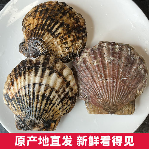 大号夏威夷扇贝鲜活虾夷贝新鲜大扇贝带壳整只海捕蒜蓉粉丝烧烤 - 图2