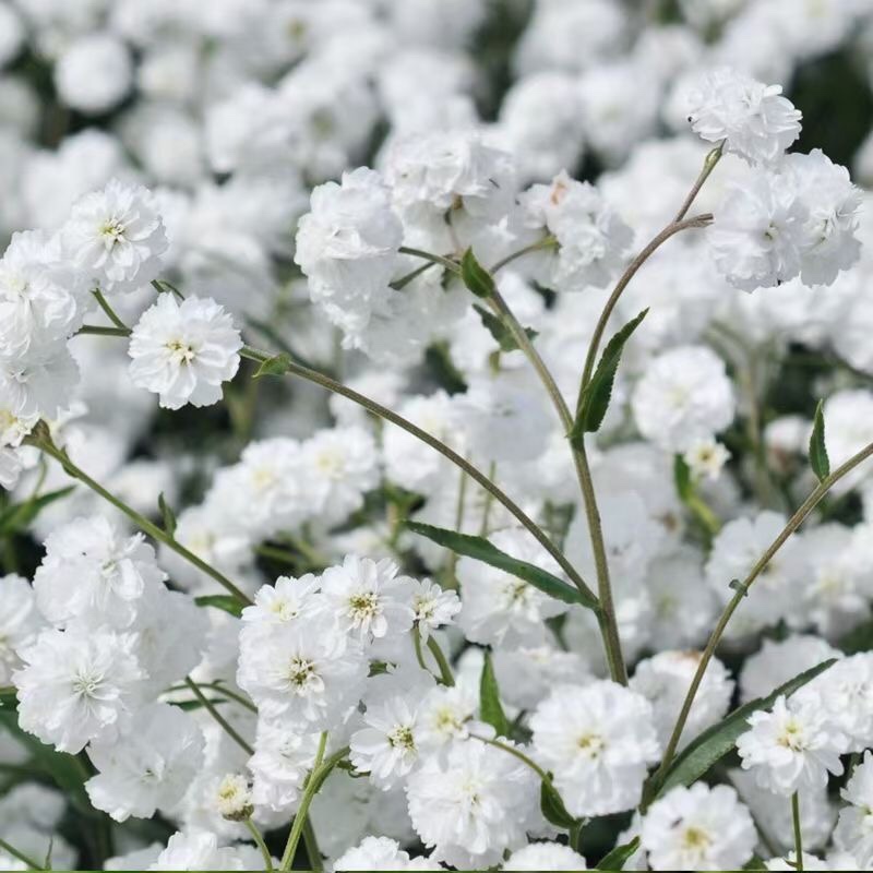 重瓣珠蓍雪球花成株高约30cm春末夏初绣球状的重辨花朵盛开期-图1