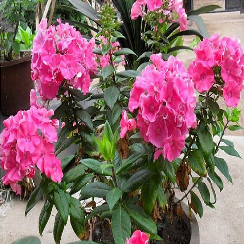 北京花园园艺 宿根福禄考盆栽苗 多年生宿根草花花园植物耐寒耐旱 - 图1