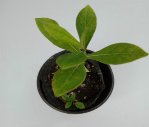 北京花园园艺 宿根福禄考盆栽苗 多年生宿根草花花园植物耐寒耐旱 - 图3