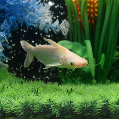 热带鱼观赏鱼大型鱼淡水鱼水族宠物鱼白化蓝鲨活体鱼鲨鱼白化鲨鱼 - 图1