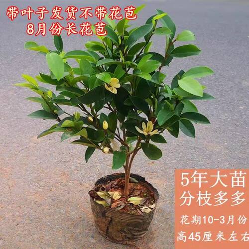 四季常青含笑阳台花苞含笑花卉花花苗浓香型室内带植物盆栽耐寒 - 图3