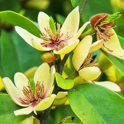 四季常青含笑阳台花苞含笑花卉花花苗浓香型室内带植物盆栽耐寒 - 图1