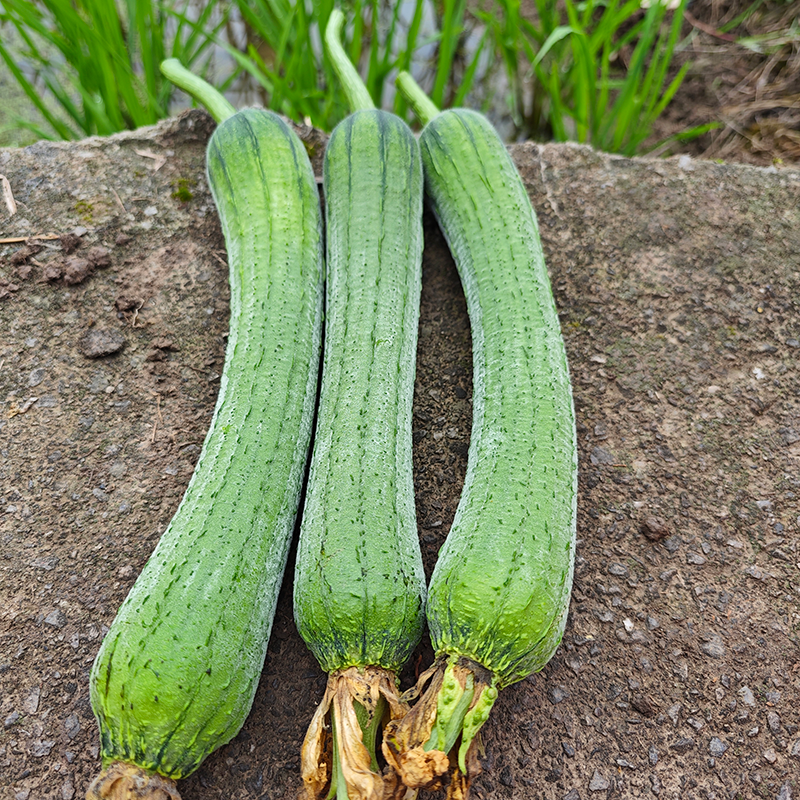 农家新鲜时令蔬菜混合装茄子苦瓜豇豆辣椒丝瓜南瓜黄瓜现摘现发 - 图3