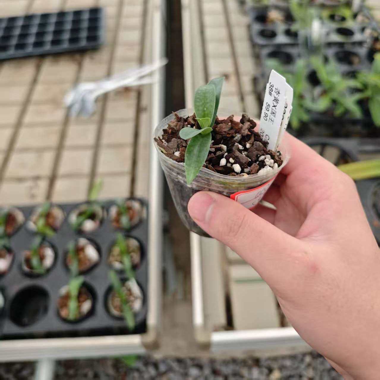 万峰绿缘【新品兜兰小苗】出瓶苗实生组培兰科小苗室内植物庭盆栽,淘宝优惠券,粉丝福利购,淘宝优惠卷