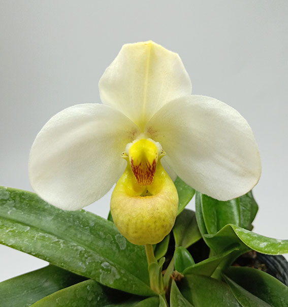 绿缘兰花 实生苗原生种-白花兜兰（Paph.emersonii）带香味 - 图3