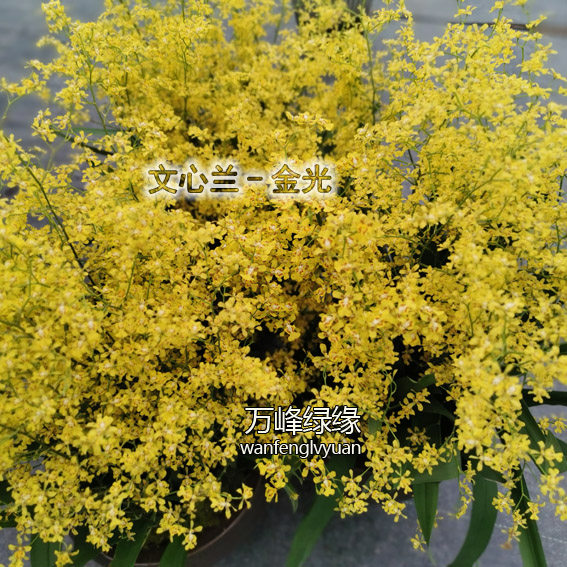 绿缘兰花 满天星 黄色文心兰跳舞兰吉祥兰室内桌面盆栽好养花卉,淘宝优惠券,粉丝福利购,淘宝优惠卷