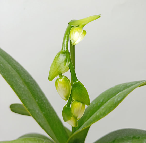 绿缘兰花实生苗拖鞋兰原生种-长瓣兜兰 Paph.dianthum多花系-图2