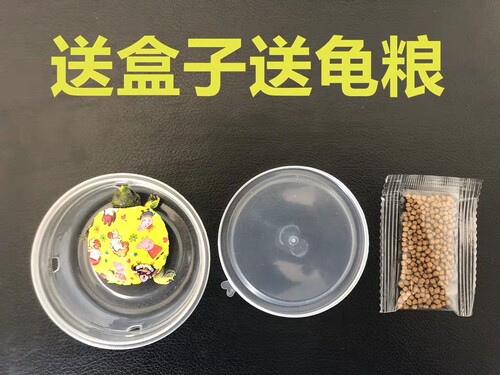 炫彩小夜光彩巴乌龟彩龟活体地摊夜市彩绘喷绘彩玩具 - 图1