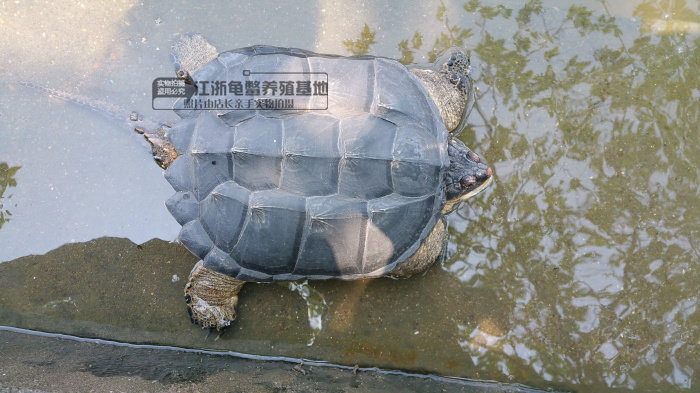 包邮鳄龟大小鳄鱼龟大鳄龟鳄龟乌龟活体宠物水龟全品,淘宝优惠券,粉丝福利购,淘宝优惠卷