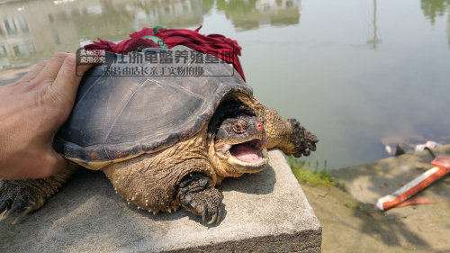 包邮鳄龟大小鳄鱼龟大鳄龟鳄龟乌龟活体宠物水龟全品,淘宝优惠券,粉丝福利购,淘宝优惠卷