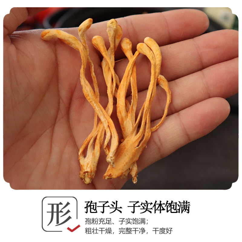 虫草花干货净重250g 大孢子头食用农产品 优质新鲜无熏硫煲汤材料 - 图0