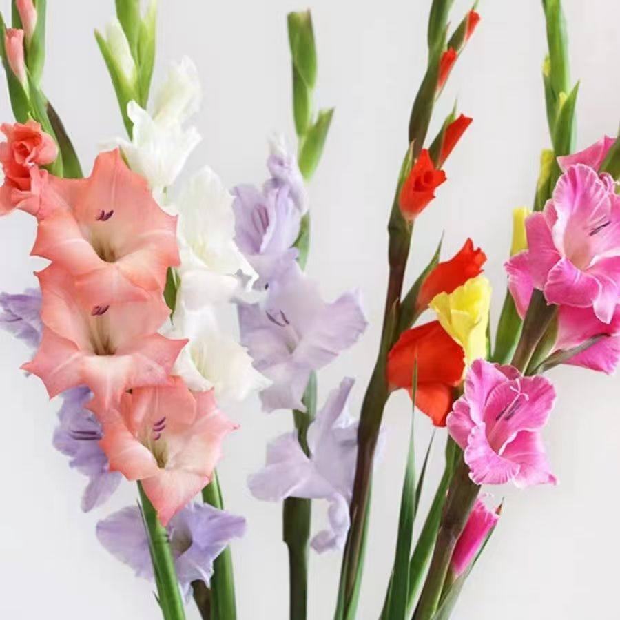 粉色10支剑兰广州鲜花唐菖蒲基地鲜切花直发室内春节插花节节高,淘宝优惠券,粉丝福利购,淘宝优惠卷
