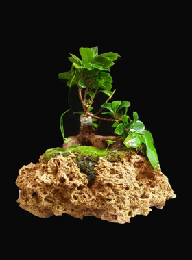 原石盆景菖蒲附石花盆石斛上水石