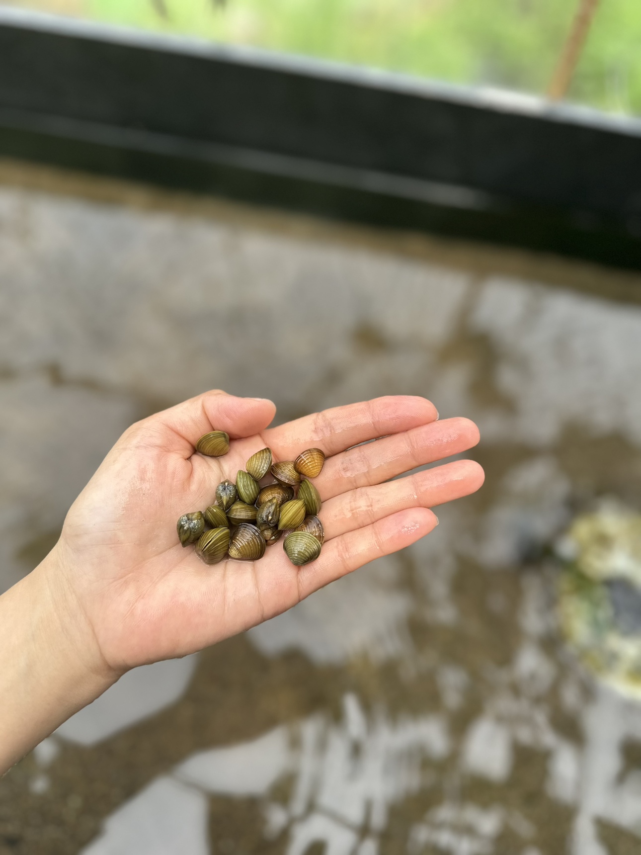 黄金蚬活体淡水冷水小河蚌河蚬净化水质繁殖鳑鲏除绿藻底层好养-图1