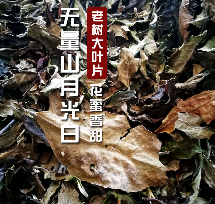 南境茶年2023年云南老树白茶500克无量山大叶月光白茶一斤甘甜耐-图0