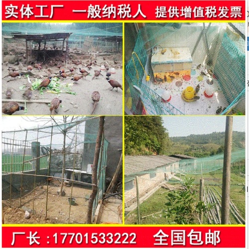 大棚尼龙线防鸟网养殖天网养鸡尼龙网鱼塘果园防鸟网果树防鸟用网