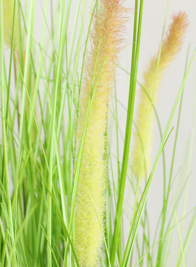 商场橱窗塑料芦苇仿真盆景狗尾草