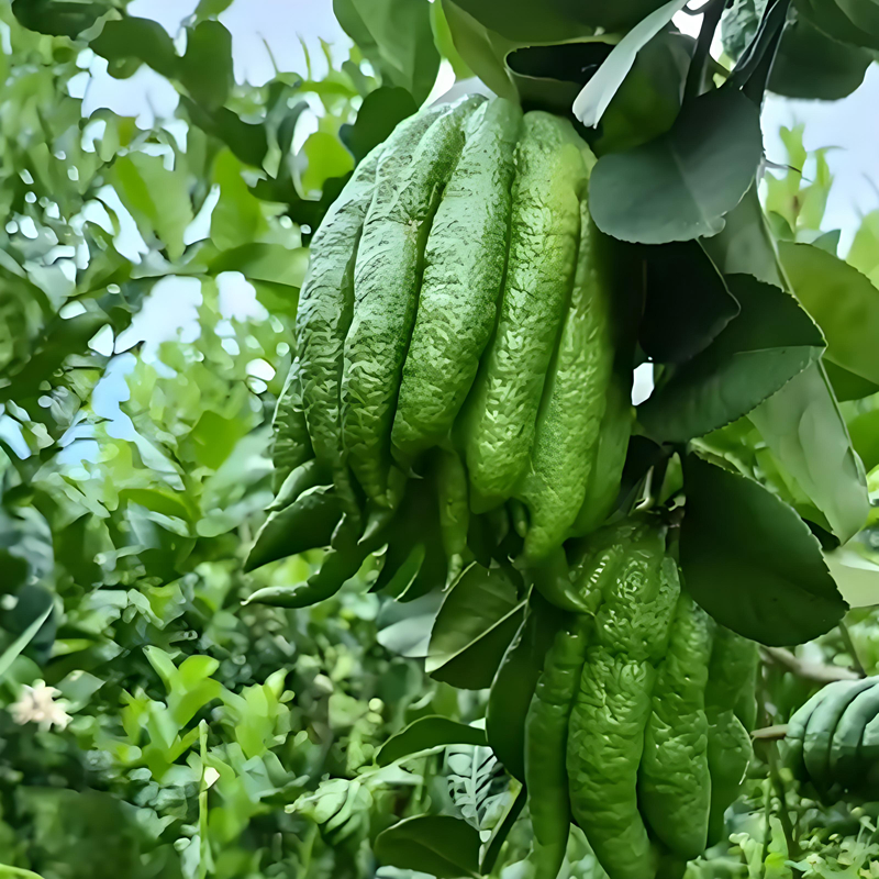 现摘佛手果可食用带果带枝叶新鲜佛手柑水培绿植香橼闻香清供鲜果 - 图2