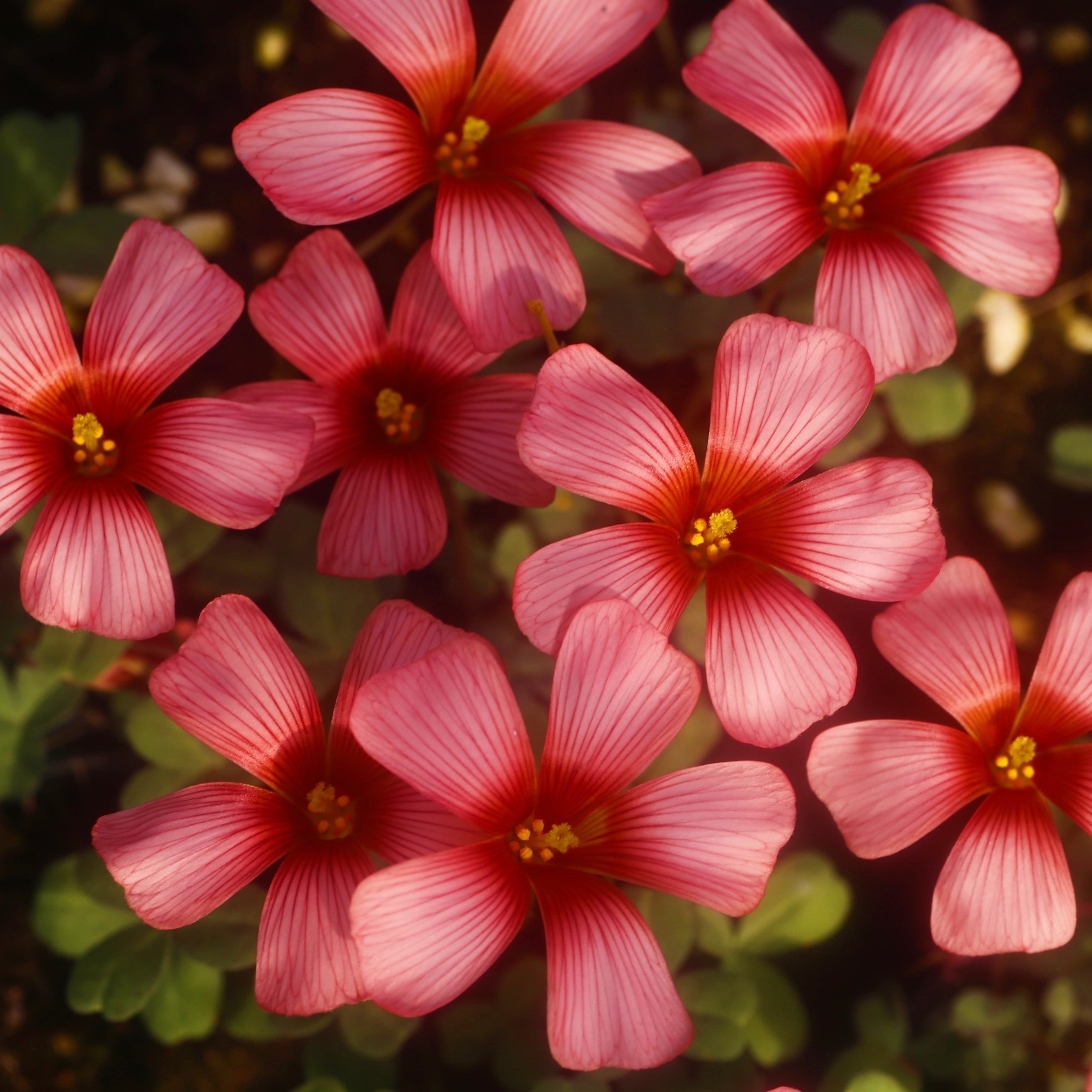 猫森酢浆草OB系列1组合集晚花新手阳台庭院好养易爆盆秋植种球根,淘宝优惠券,粉丝福利购,淘宝优惠卷