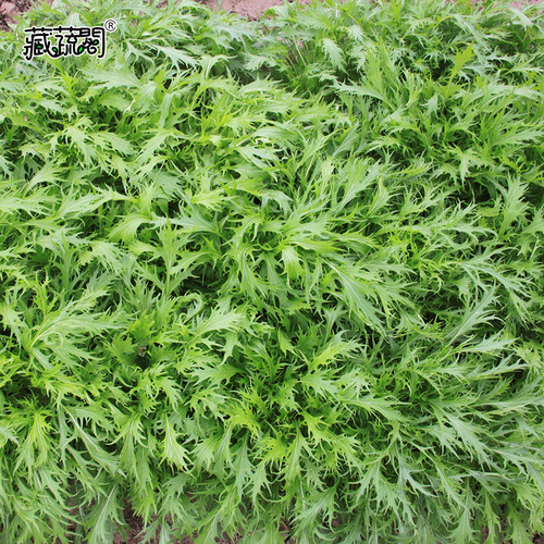 阳台京水菜种子白梗千筋水晶青菜野菜蔬菜种籽四季家庭阳台园艺 - 图1
