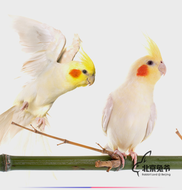 包活鸟活物说话鸟手养玄凤牡丹鹦鹉活体宠物鸟黄化玄凤原始灰虎皮,淘宝优惠券,粉丝福利购,淘宝优惠卷