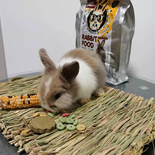 蜜袋鼯龙猫兔子蜜袋鼬荷兰猪豚鼠代养宠物北京寄养可接送春节寄养 - 图2