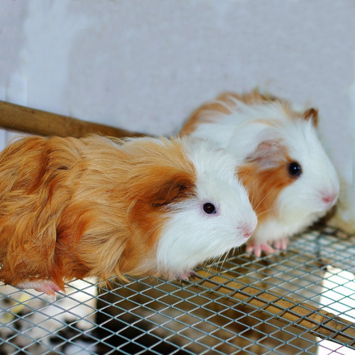 蜜袋鼯龙猫兔子蜜袋鼬荷兰猪豚鼠代养宠物北京寄养可接送春节寄养 - 图3