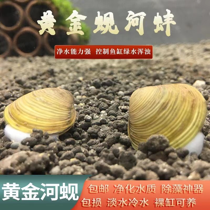 黄金蚬小河蚌溪蚬净水河蚌鲜活淡水黑壳虾鱼缸净化绿水藻贝壳河蚬 - 图0