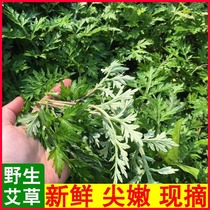 Even the state fresh Agrass leaves edible raw Qingming Fruit Ai artemisia Glutinous Rice Cake Turtgrass Wild Now Plusses Tender Ayegrass 3 Catties
