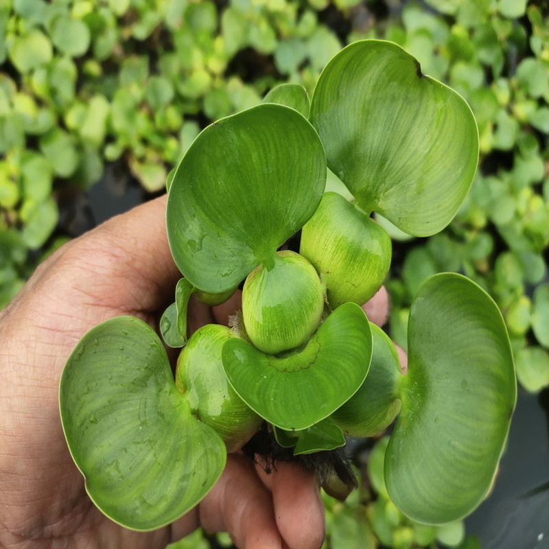 水葫芦浮萍水草花卉植物鱼缸鱼塘鱼池鱼缸养乌龟缸净化水质易养植-图0