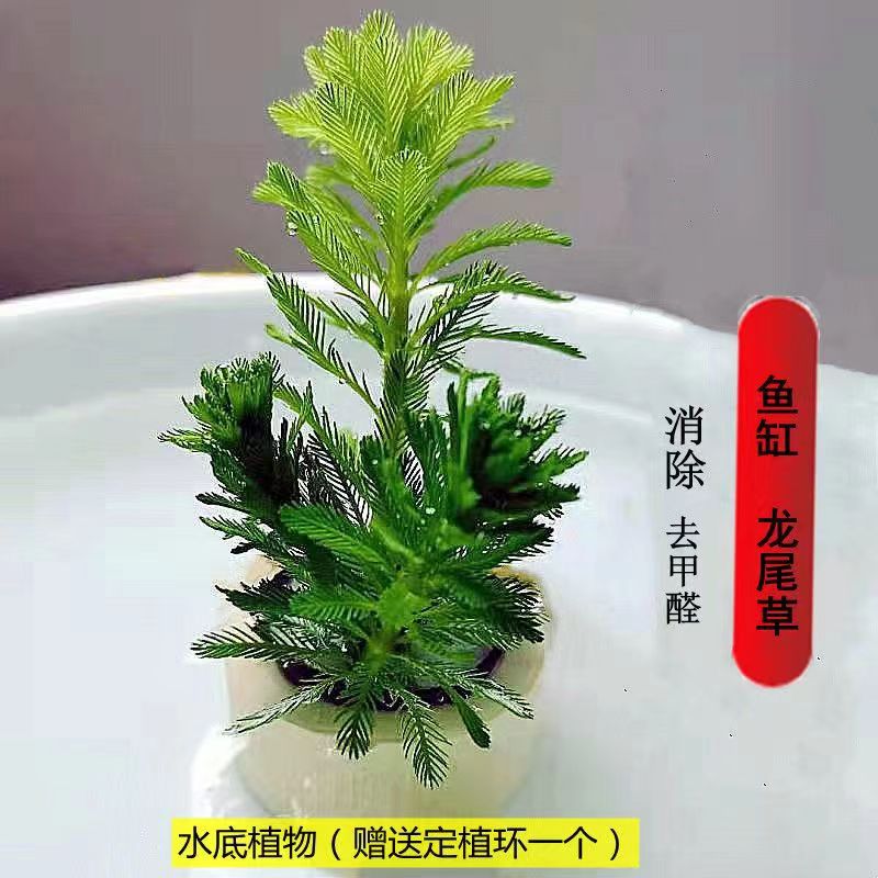 浮萍水草鱼缸古法养鱼植物养龟净化水质龙尾草招财浮萍水培水芙蓉-图1