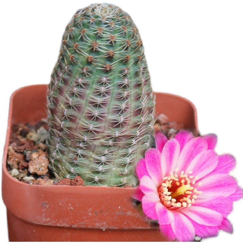 花木兰 花木兰仙人球稀有中间丽花属红花粉花仙人掌室内桌面防辐射小盆栽 图片价格品牌报价 原仓数据