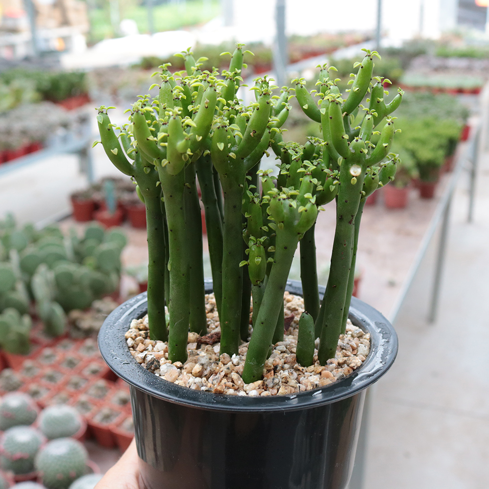 光棍树多肉植物 彭珊瑚绿植花卉小盆栽 室内办公室桌面防辐射大颗 - 图2