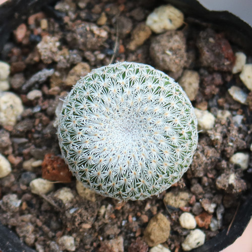 月世界仙人球白刺趴刺不扎手开花仙人掌多肉植物阳台庭院小盆栽 - 图1