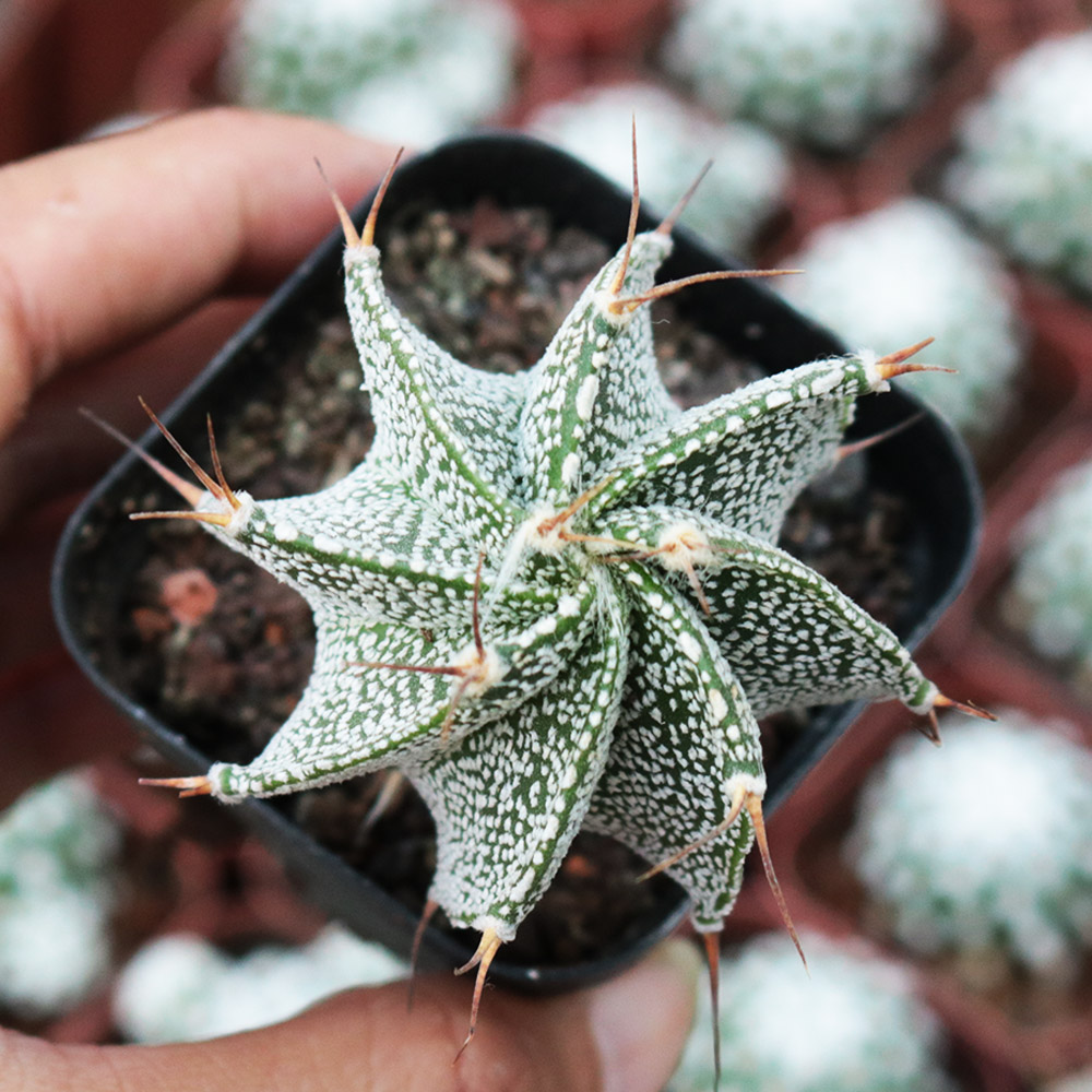 般若实生仙人球多肉植物馆 般洛仙人掌开花防辐射小盆栽绿植花卉 - 图0