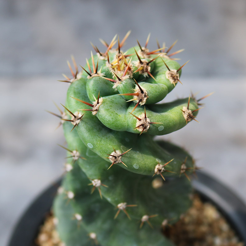 龙卷风仙人柱稀有大型开花仙人掌仙人球多肉植物庭院露养观赏盆栽-图1