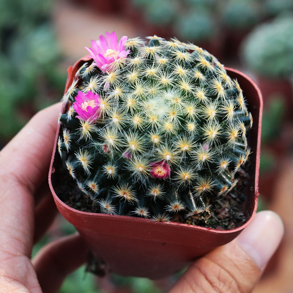 红花明星实生仙人球创意开花多肉植物白花室内防辐射小盆栽大颗-图0