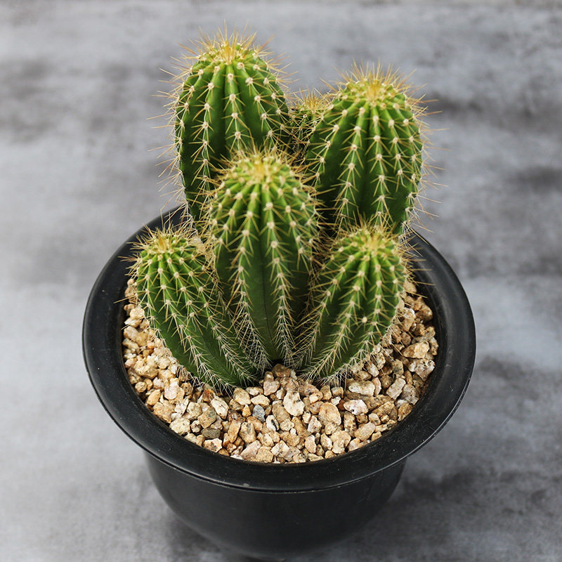 大凤龙群生仙人柱造型多头仙人球仙人掌多肉植物耐干旱易度夏盆栽,淘宝优惠券,粉丝福利购,淘宝优惠卷