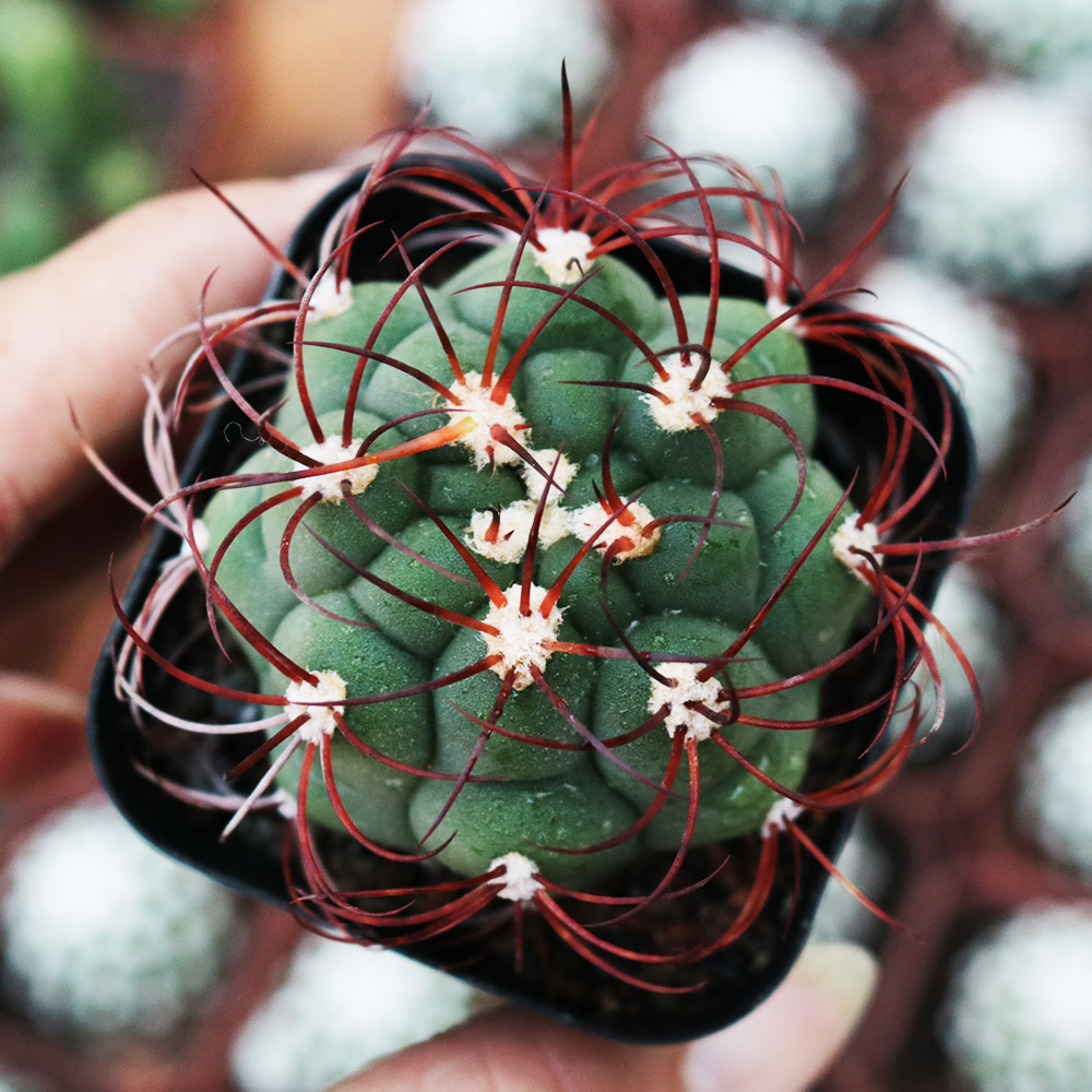 实生新天地仙人球组合套餐开花仙人掌多肉植物防辐射吸甲醛小盆栽 - 图0