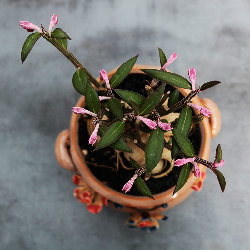 花田舍 人参大戟多肉植物 办公室桌面阳台小盆栽大戟科块根花卉 - 图1