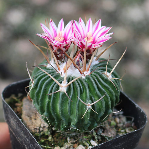 多棱玉实生仙人球开花多肉植物千波万波仙人掌室内阳台庭院盆栽 - 图0