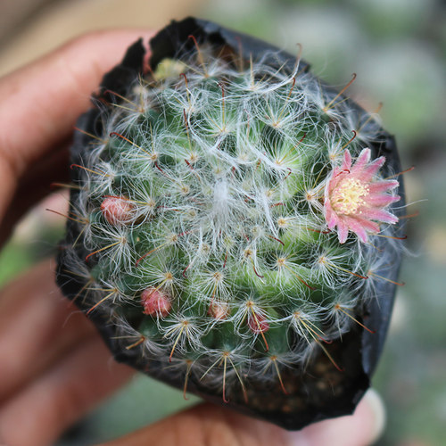 高莎实生仙人球 高沙开花粉花黄花突乳球属新手组合好养活易度夏 - 图1