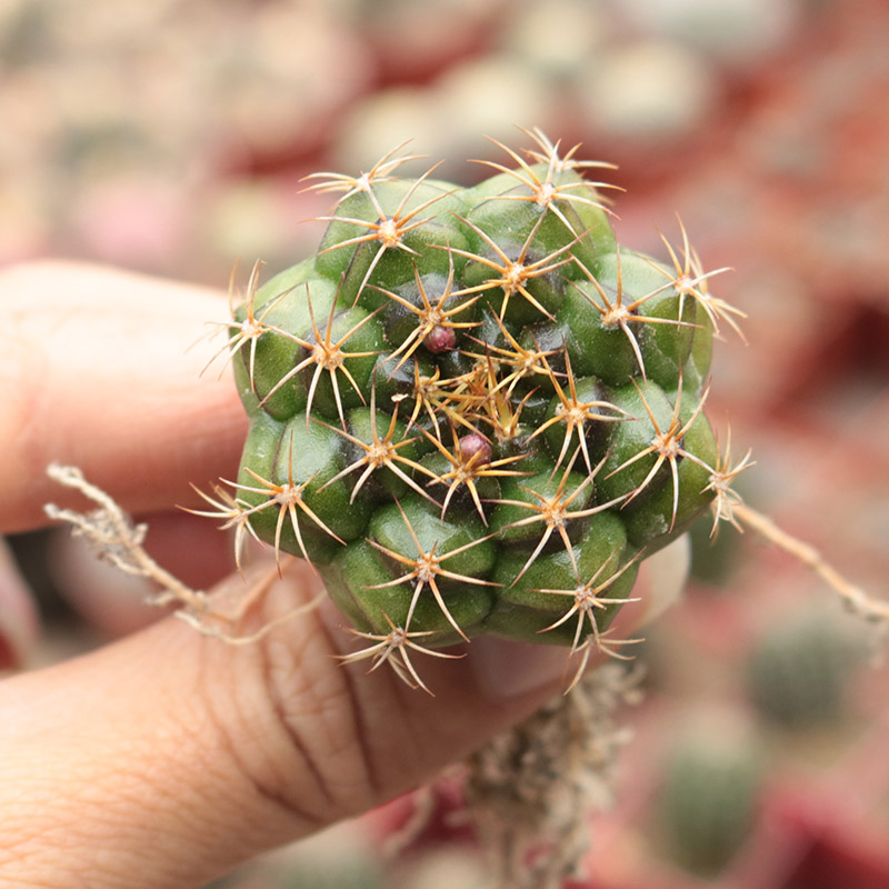 丽蛇实生仙人球趣味开花小型仙人掌多肉植物勤花桌面防辐射小盆栽 - 图2