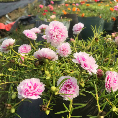 庭院耐热重瓣宿根太阳花盆栽四季种夏秋开花阳台花卉带根带花苞 - 图1