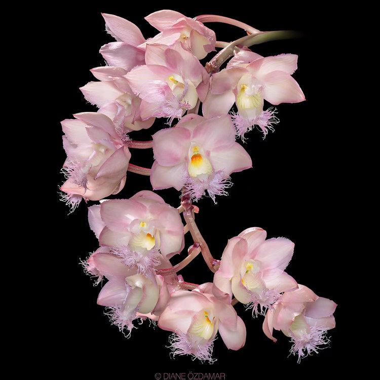 妖精兰粉色Clowesia Rebecca Northen 'Mikabi'室内办公室洋兰花,淘宝优惠券,粉丝福利购,淘宝优惠卷