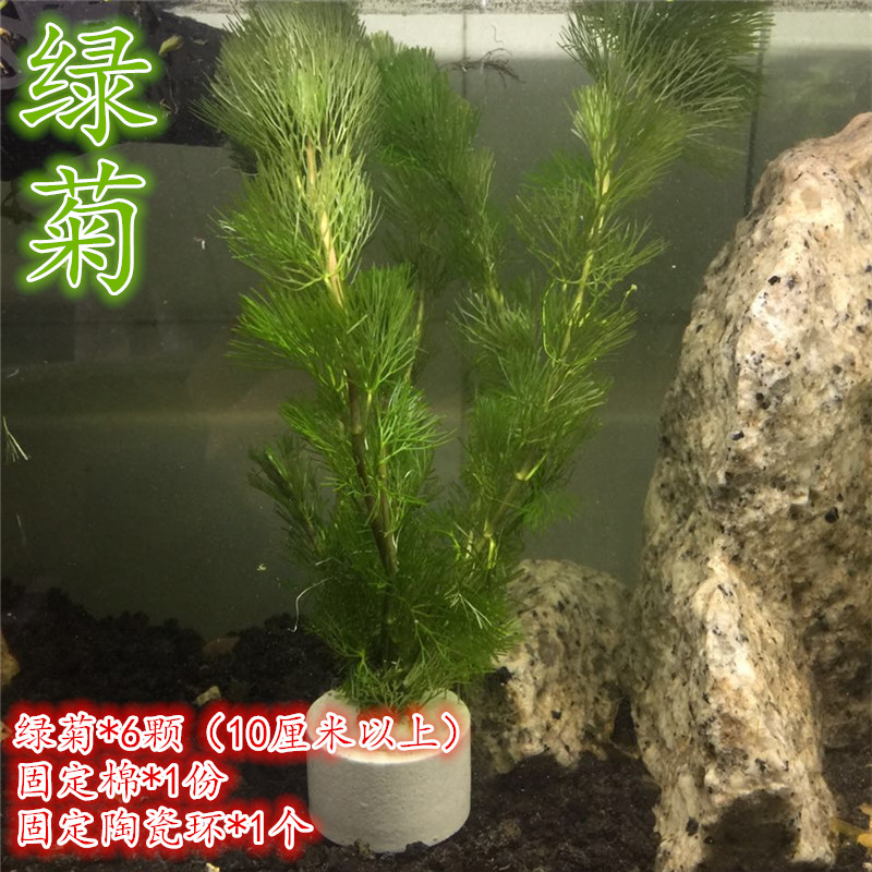 包邮耐活懒人水草斗鱼蜈蚣草造景小草活体淡水植物榄仁叶观赏鱼-图1