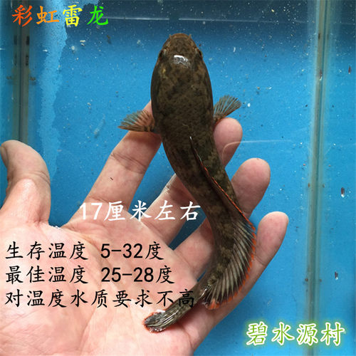 彩虹雷龙 七彩淡水鱼凶猛彩虹雷龙鱼观赏鱼活鱼好养耐活包邮耐养 - 图3