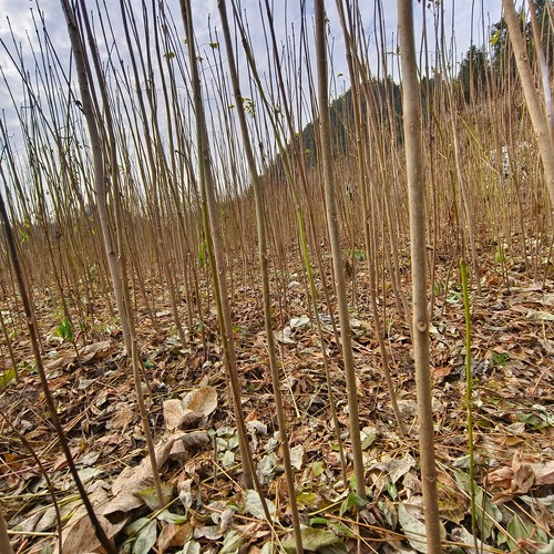正宗四川厚皮黄柏树苗子批发中药材大叶黄柏树苗黄柏种苗黄柏苗木 - 图1