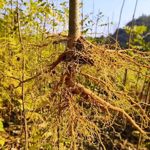 正宗四川厚皮黄柏树苗子批发中药材大叶黄柏树苗黄柏种苗黄柏苗木 - 图0
